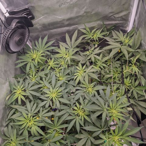 Cousin It growlog timeline photo