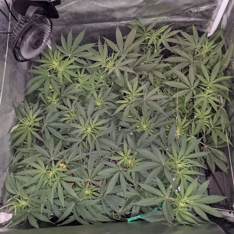 Cousin It growlog timeline photo