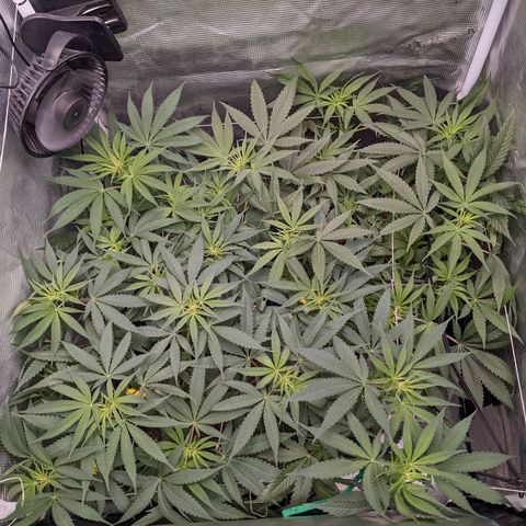Cousin It growlog timeline photo