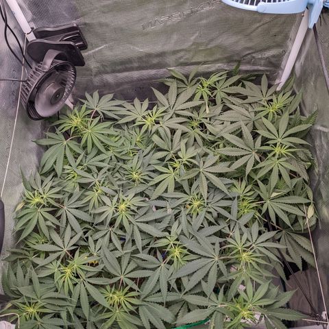 Cousin It growlog timeline photo