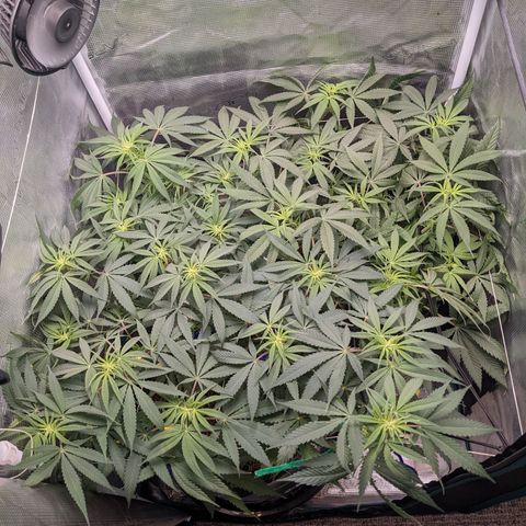 Cousin It growlog timeline photo