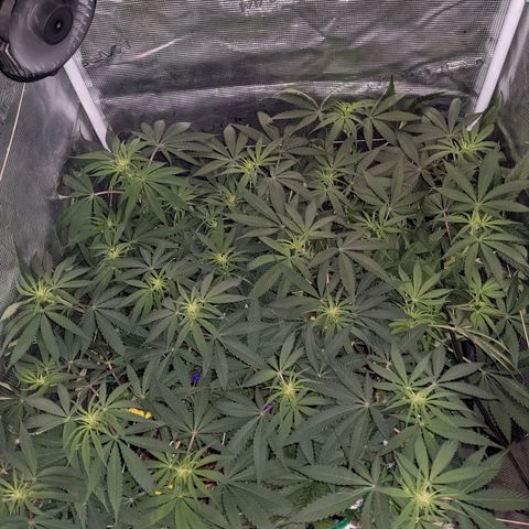 Cousin It growlog timeline photo