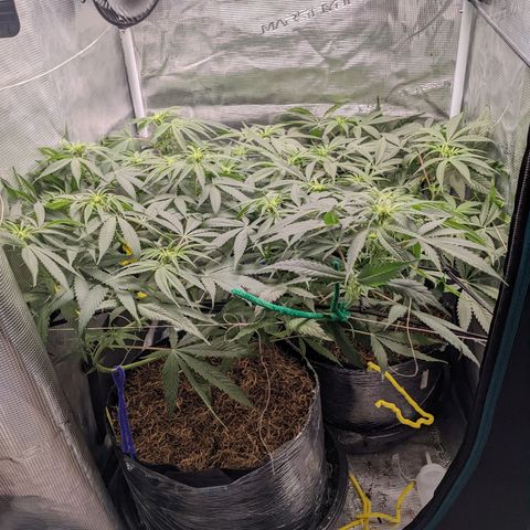 Cousin It growlog timeline photo