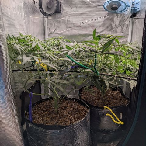 Cousin It growlog timeline photo