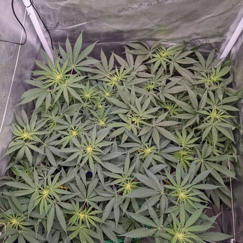 Cousin It growlog timeline photo