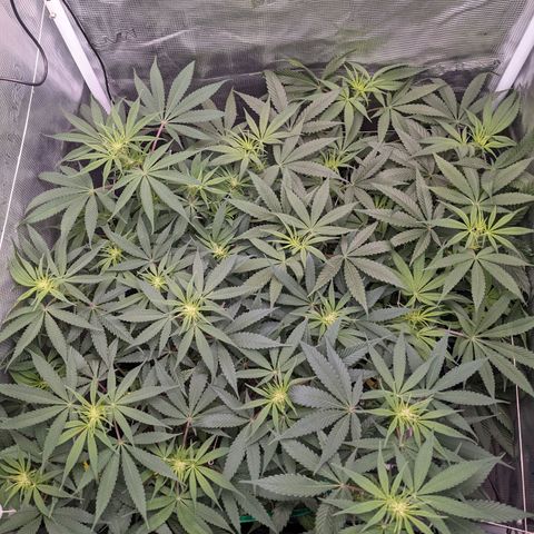 Cousin It growlog timeline photo