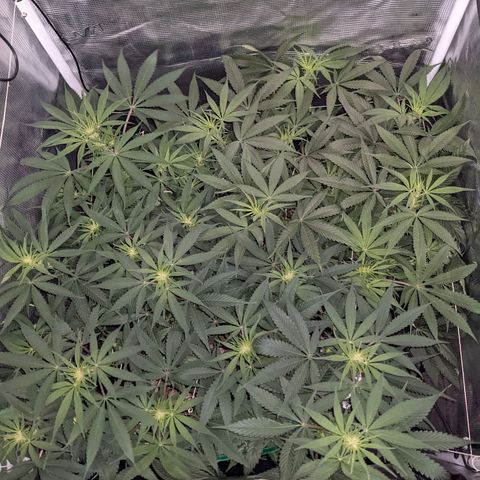 Cousin It growlog timeline photo