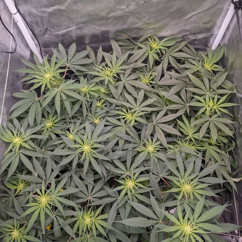 Cousin It growlog timeline photo