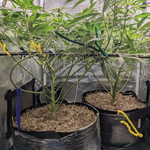Cousin It growlog photo: Lollipppped