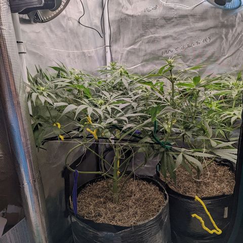 Cousin It growlog photo: Lollipppped