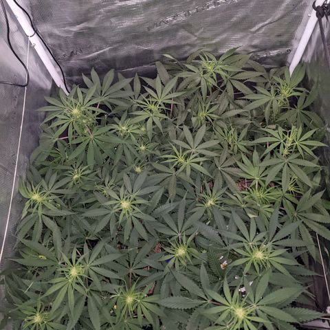 Cousin It growlog photo: Lollipppped