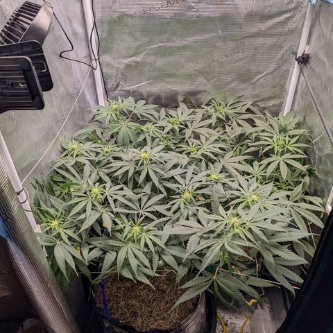 Cousin It growlog photo: Lollipppped