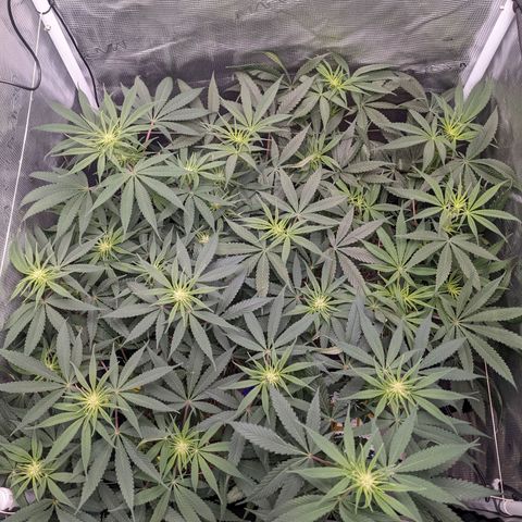 Cousin It growlog timeline photo