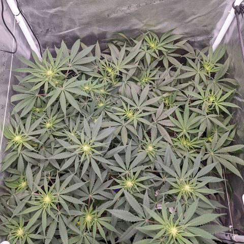 Cousin It growlog timeline photo