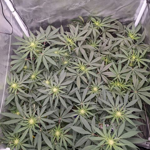Cousin It growlog timeline photo