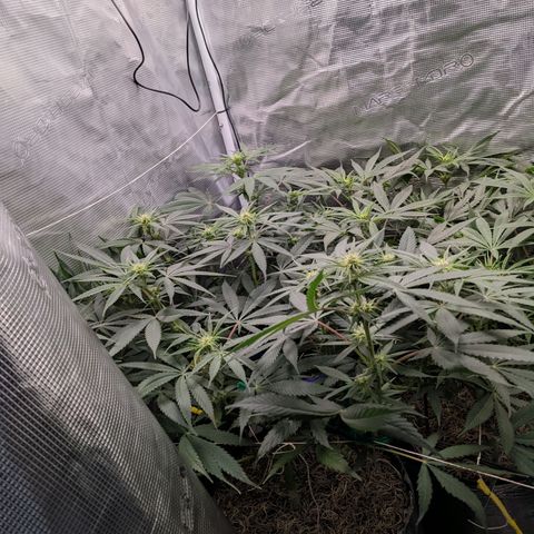 Cousin It growlog timeline photo