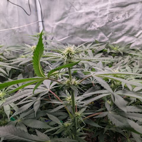 Cousin It growlog timeline photo