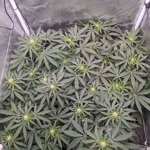Cousin It growlog timeline photo