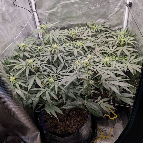 Cousin It growlog timeline photo