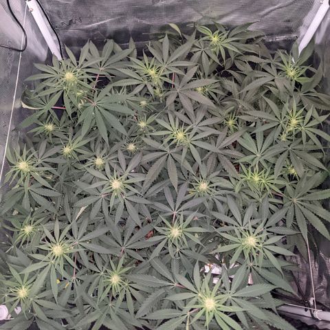 Cousin It growlog timeline photo