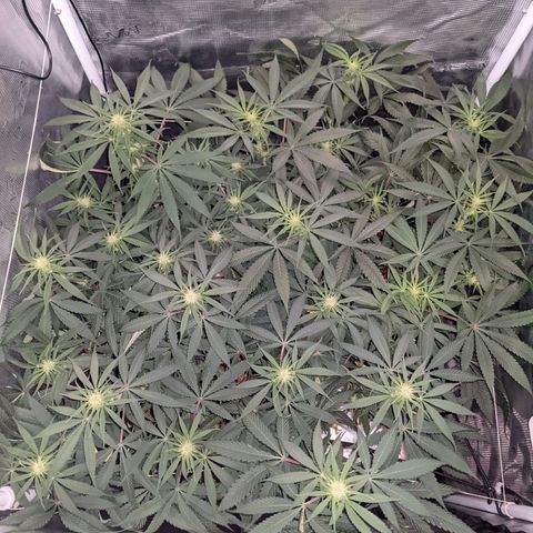 Cousin It growlog timeline photo