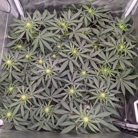 Cousin It growlog timeline photo