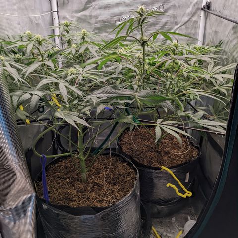 Cousin It growlog timeline photo
