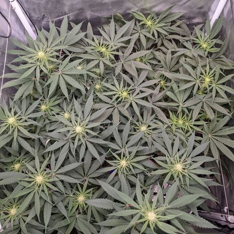 Cousin It growlog timeline photo