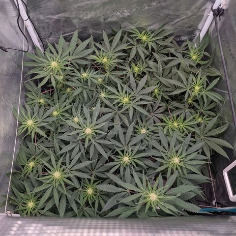 Cousin It growlog timeline photo