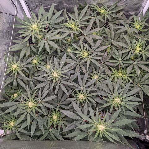 Cousin It growlog timeline photo