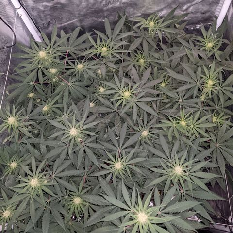 Cousin It growlog timeline photo