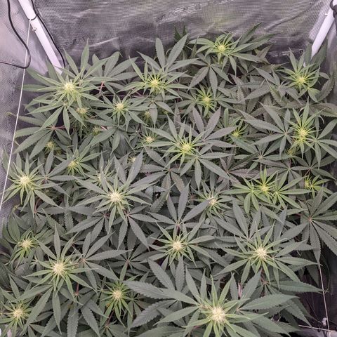 Cousin It growlog timeline photo