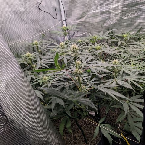 Cousin It growlog timeline photo