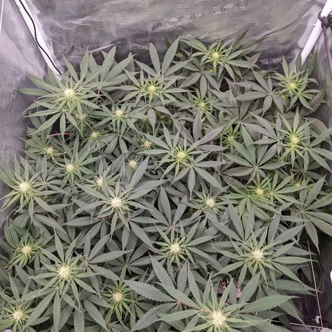 Cousin It growlog timeline photo