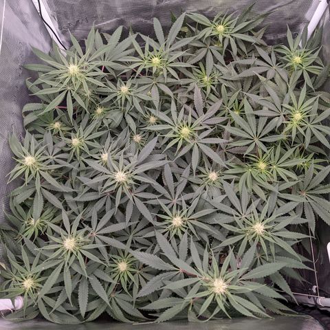Cousin It growlog timeline photo