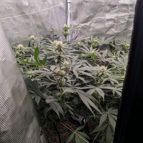 Cousin It growlog timeline photo