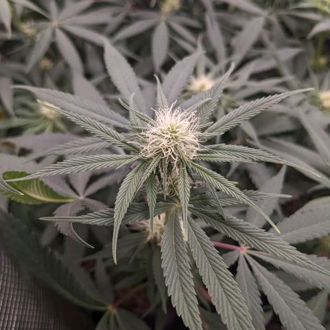 Cousin It growlog timeline photo