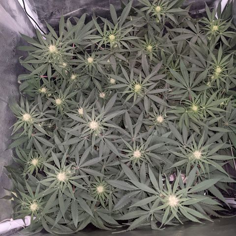 Cousin It growlog timeline photo