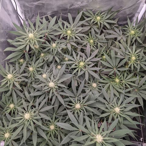Cousin It growlog timeline photo