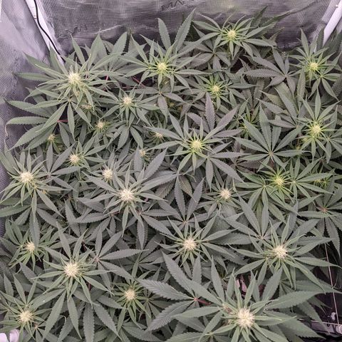 Cousin It growlog timeline photo