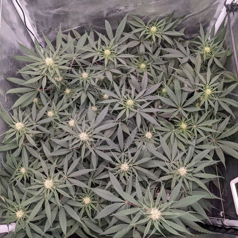 Cousin It growlog timeline photo
