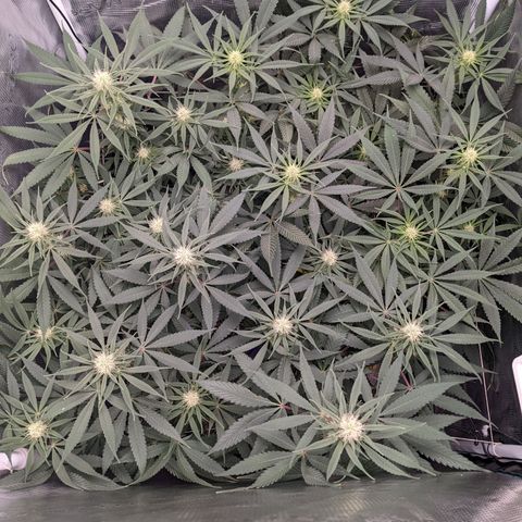 Cousin It growlog timeline photo