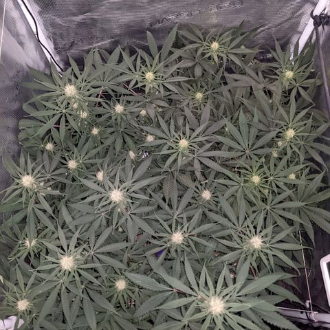 Cousin It growlog timeline photo