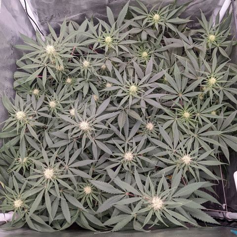 Cousin It growlog timeline photo