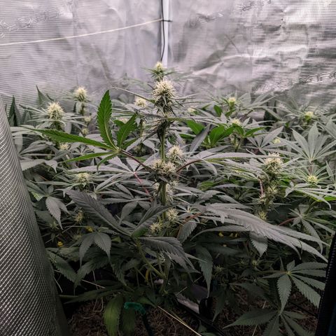 Cousin It growlog timeline photo