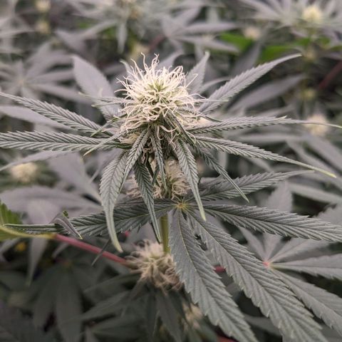 Cousin It growlog timeline photo
