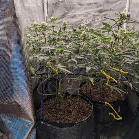 Cousin It growlog timeline photo