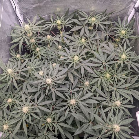 Cousin It growlog timeline photo