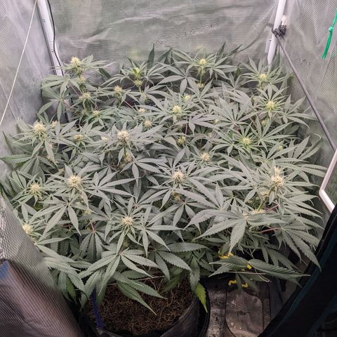 Cousin It growlog timeline photo