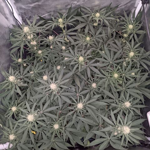 Cousin It growlog timeline photo